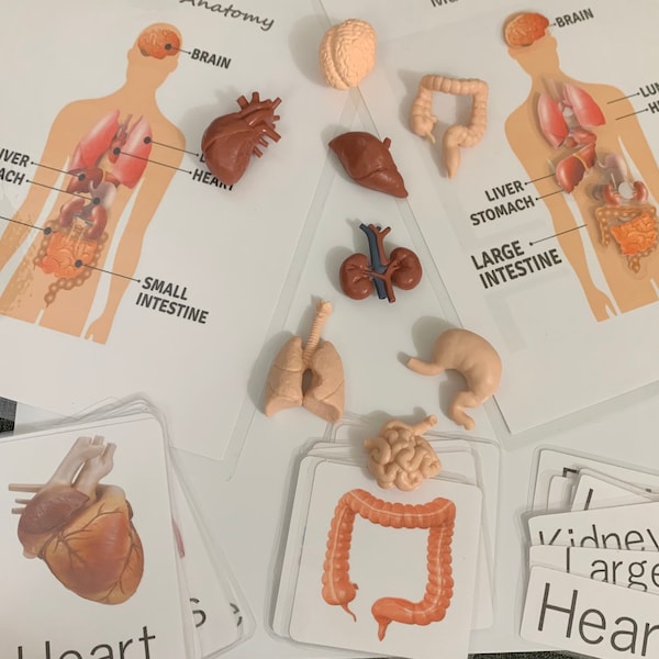 Human Anatomy (Safari Toob Figures with Cards) Spanish/ French and English Version/ Figures/ Montessori / Body organs sensory kit