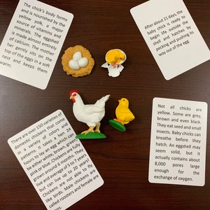 Chicken life cycle/ montessori activity/ animal life cycle study/ object to image matching image 3
