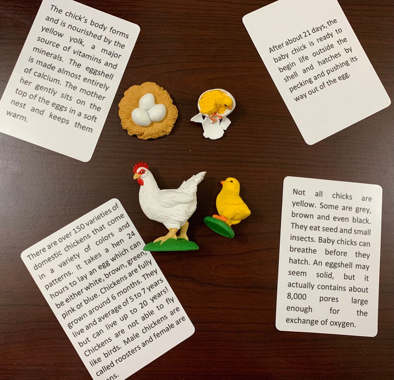 Chicken life cycle/ montessori activity/ animal life cycle study/ object to image matching image 3