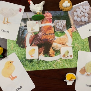 Chicken life cycle/ montessori activity/ animal life cycle study/ object to image matching image 1
