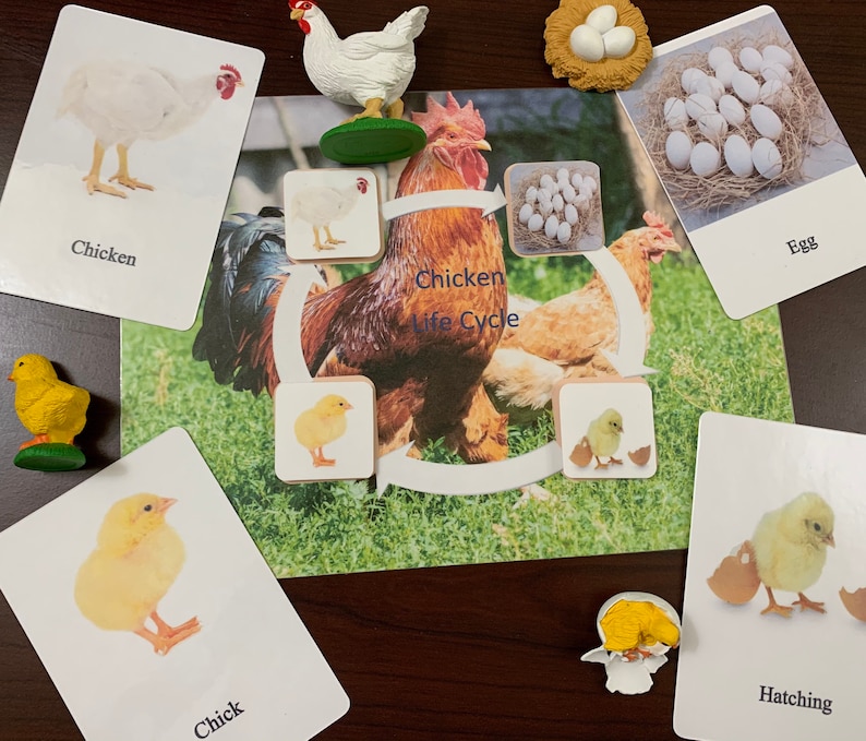Chicken life cycle/ montessori activity/ animal life cycle study/ object to image matching image 1