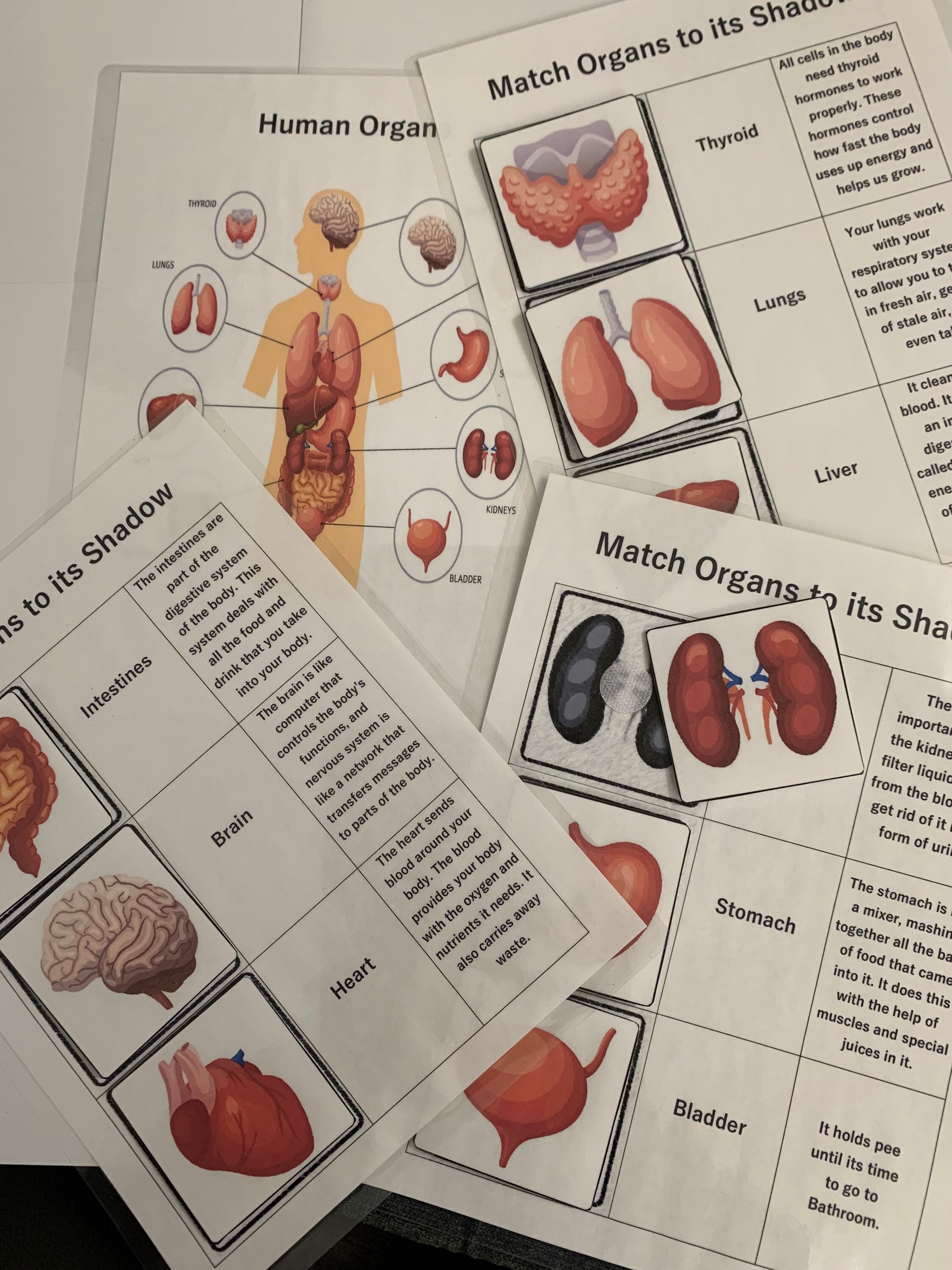 Finished Product Learning Binder/ Body Parts/ Human Anatomy/ Etsy