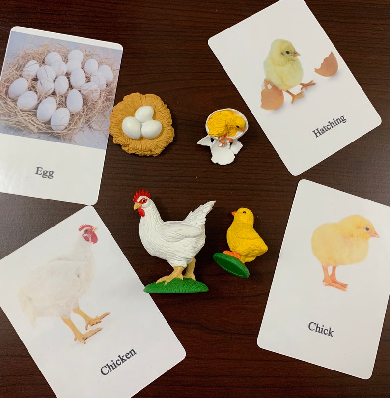 Chicken life cycle/ montessori activity/ animal life cycle study/ object to image matching image 2