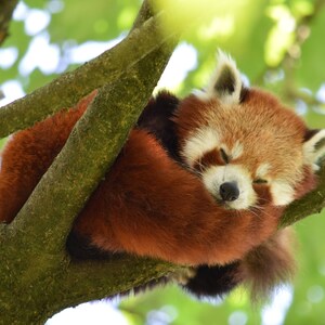 Sleeping Red Panda Digital Download