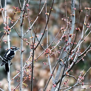 Great Spotted Woodpecker Digital Download bird photography nature print