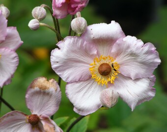 Sweet Pink Primrose Digital Download Floral Photography Nursery
