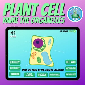 Pflanzenzelle Name die Organellen | Etikettieren Sie die Eukaryoten | Selbstbeschriftende Boom Cards Activity | Fernunterricht Wissenschaft Spiel