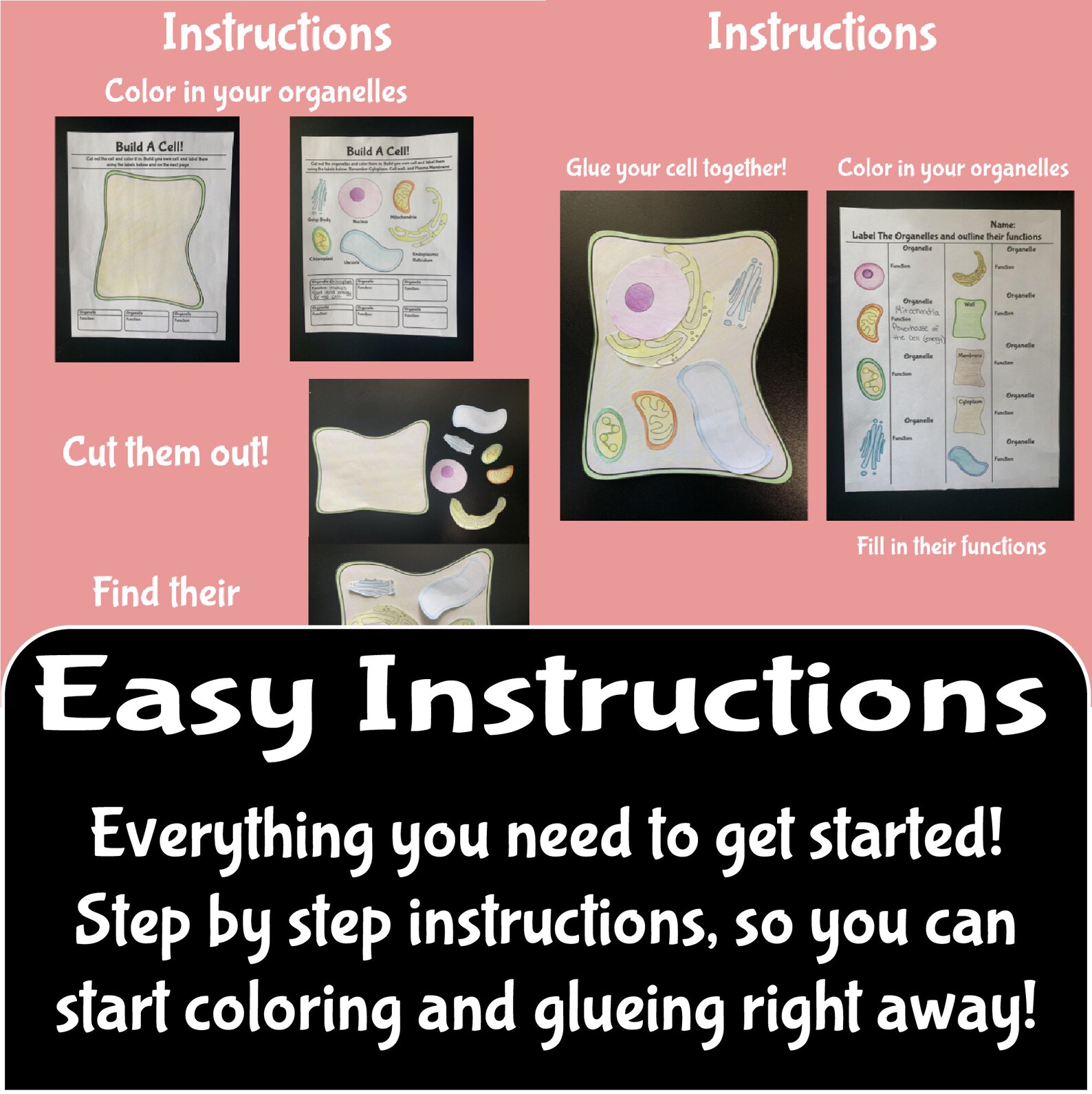 BUILD A CELL Coloring Activity Plant Cell Arts and | Etsy