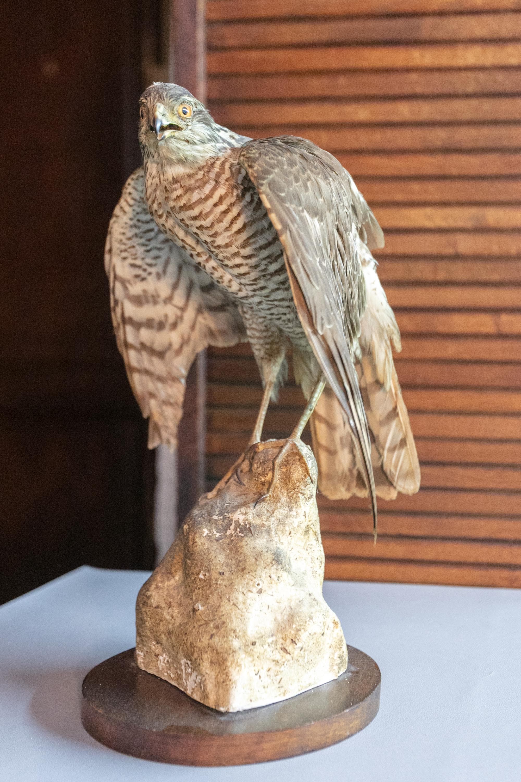 Goshawk taxidermy - Etsy 日本