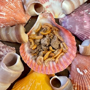 Shelly's Surf & Turf | Hermit Crab Food Snack Meal Treat Protein Beef Shrimp