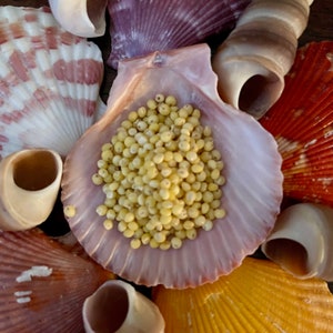 Organic Raw Hulled Millet | Hermit Crab Food