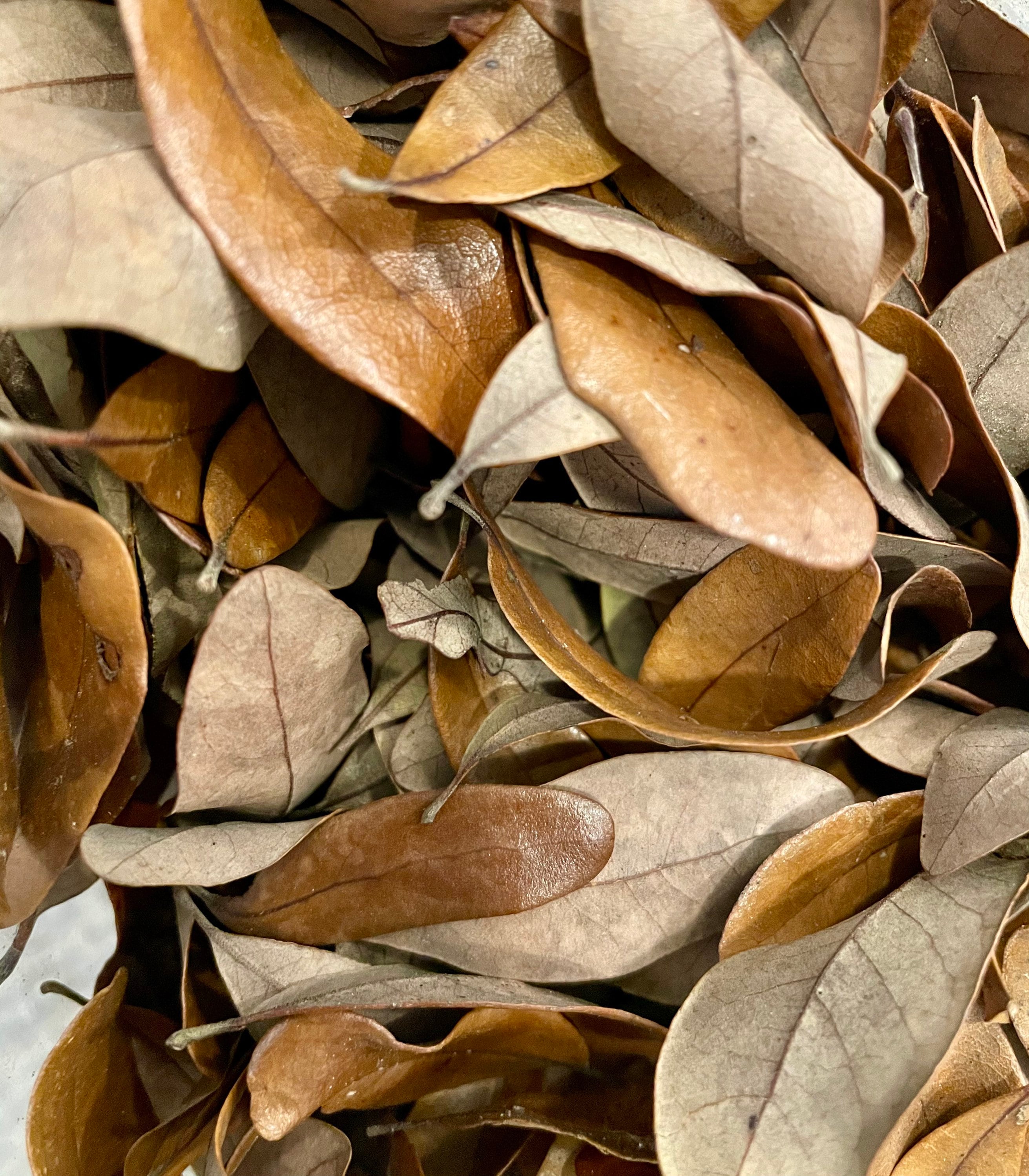 Leaf Litter | Hermit Crab Food