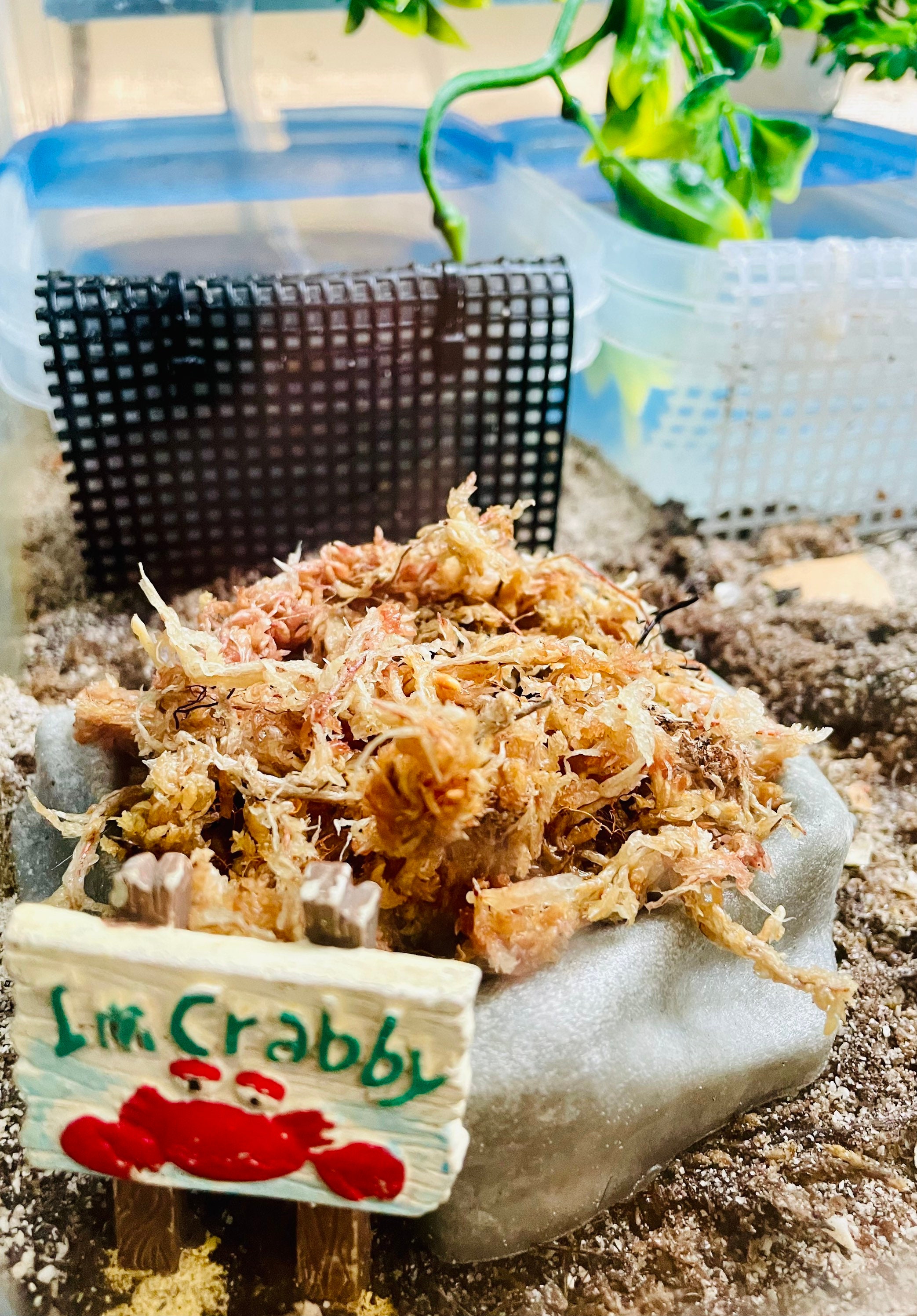 Sphagnum Moss Hermit Crab Food/humidity/moss Pit Etsy Singapore