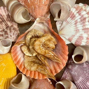 May include: A collection of seashells in various shapes, sizes, and colors, including a large scallop shell with dried shrimp inside. The shells are arranged on a wooden surface.