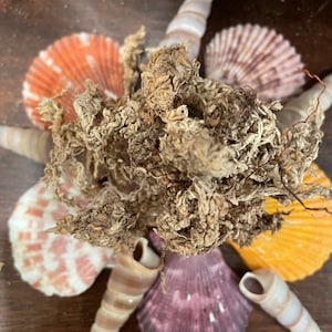 Sphagnum Moss | Hermit Crab Food / Humidity / Moss Pit / Enrichment