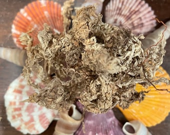 Sphagnum Moss | Hermit Crab Food / Humidity / Moss Pit / Enrichment