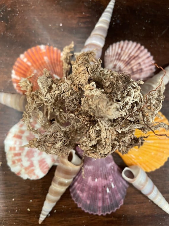 Sphagnum Moss Hermit Crab Food/humidity/moss Pit Etsy