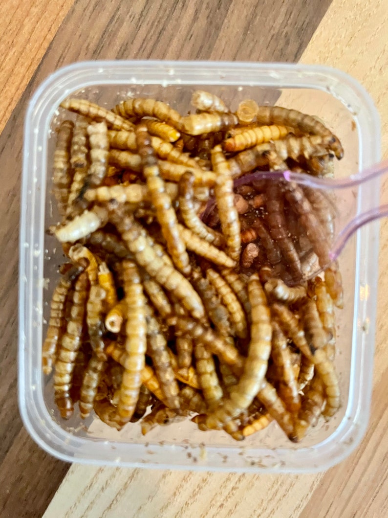 Meal Worms & BSF Larvae Hermit Crab Food Etsy