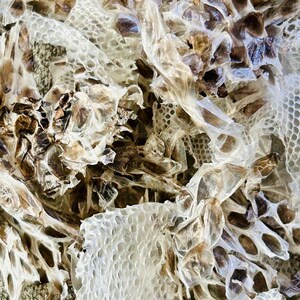 Snake Skin Shed | Natural Hermit Crab Food Treat Foraging Protein Enrichment Snakeskin bild 4