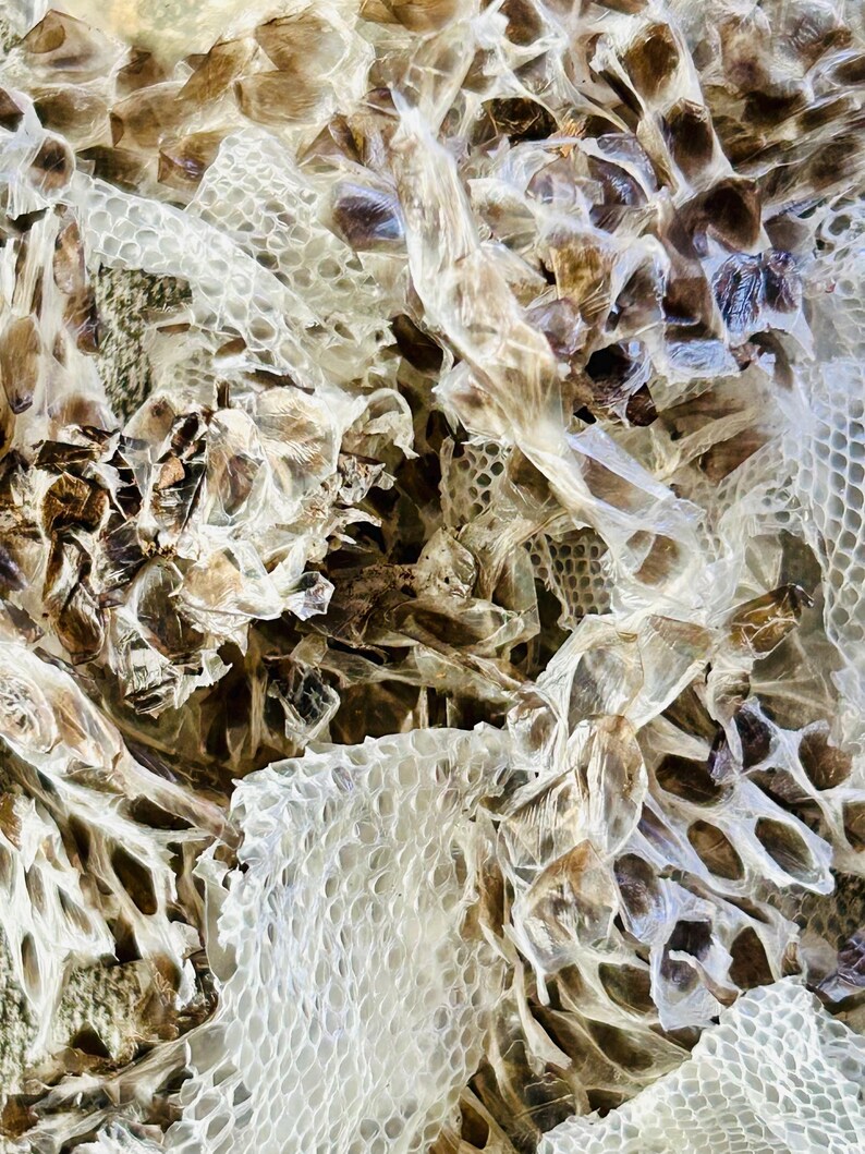 Snake Skin Shed | Natural Hermit Crab Food Treat Foraging Protein Enrichment Snakeskin bild 4