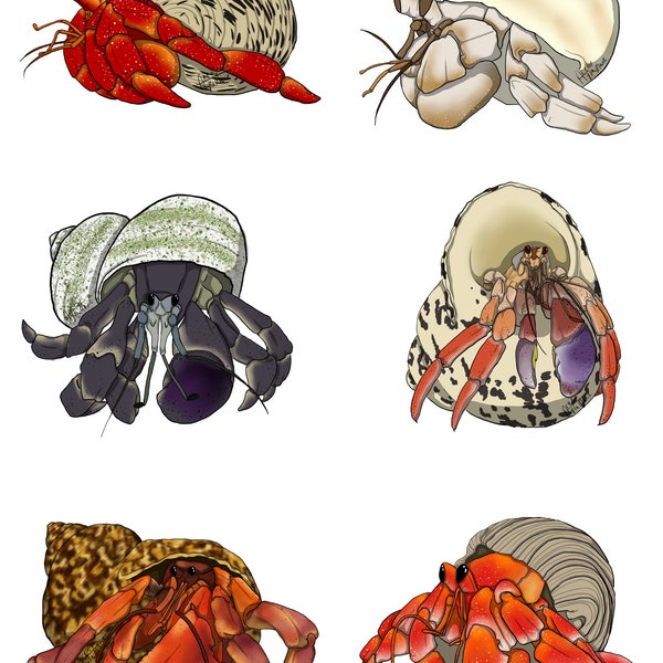 Hermit Crab Matte Vinyl Stickers - waterproof, dishwasher safe, water bottle/ notebook/ laptop/ crabitat decal + B2G1 FREE!!