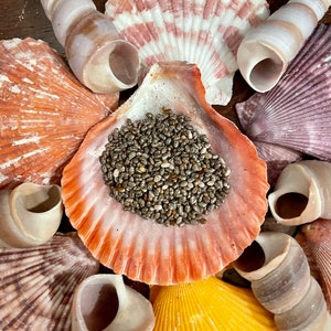 May include: A collection of seashells in various shapes, sizes, and colors, including a large orange seashell filled with chia seeds.