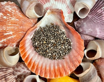 Organic Chia Seeds | Hermit Crab Food / Sprouting Seed / Chia Garden - Foraging Healthy Crab Snack