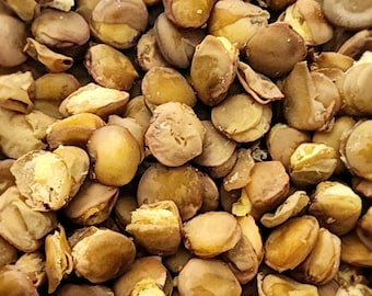 Lentils - Washed, Boiled, Baked & Dehydrated Dried Lentil | Hermit Crab Food