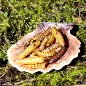 Larvas de mosca soldado negra (BSF): proteína/alimento para cangrejos ermitaños