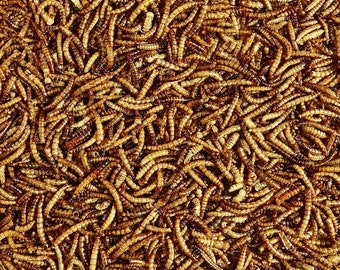 Meal Worms (Dried) | Hermit Crab Food