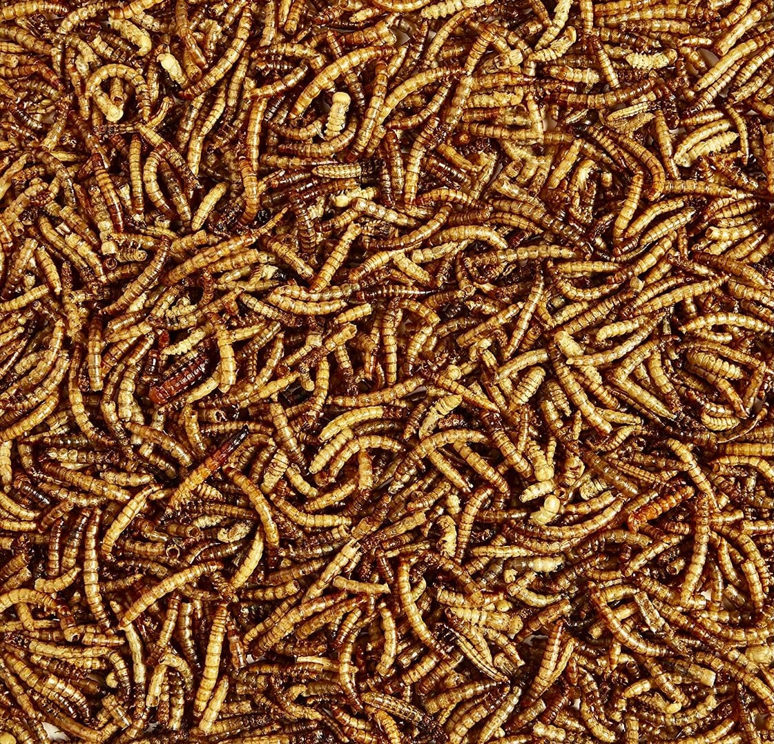 Dried Meal Worms & Bsf Larvae | Pet Hermit Crab, Chicken, Reptile, Aquatic Food - Protein Grub Natural Single Ingredient