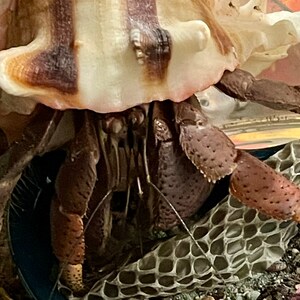 Snake Skin Shed | Natural Hermit Crab Food Treat Foraging Protein Enrichment Snakeskin bild 5