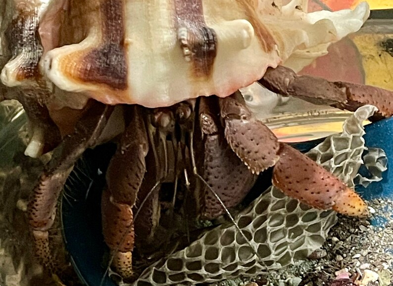 Snake Skin Shed | Natural Hermit Crab Food Treat Foraging Protein Enrichment Snakeskin bild 5