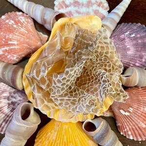 Snake Skin Shed | Natural Hermit Crab Food Treat Foraging Protein Enrichment Snakeskin bild 3