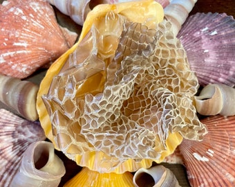 Snake Skin Shed | Hermit Crab Food Treat Foraging Protein Enrichment Snakeskin