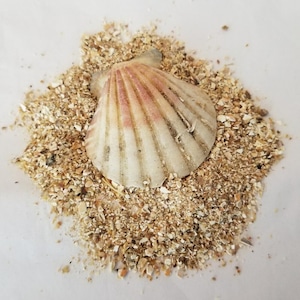 Extra Exo | Hermit Crab Food - Exoskeleton Support Calcium Combo Supplement