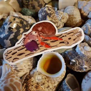 Vinyl Sticker - Hermit Crab Cholla Wood Glossy- waterproof, water bottle/ notebook/ laptop/ crabitat decal
