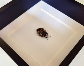 t6b Entomology Taxidermy Man Faced Beetle framed display Specimen Collectible insect bug decor