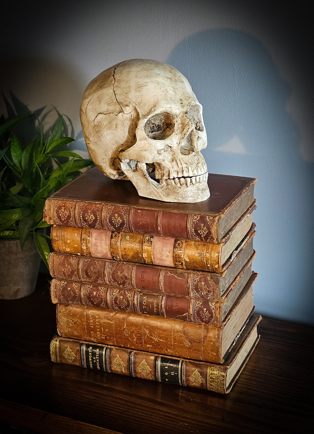 Skull on Antique Books. - Etsy