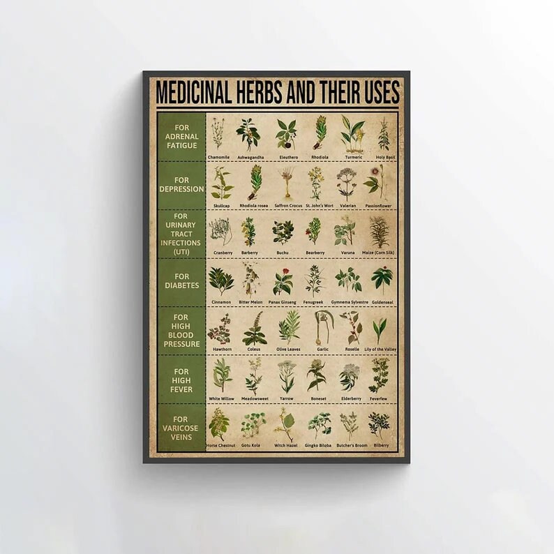 Medicinal Herbs and Their Uses Medicinal Plants Knowledge Etsy