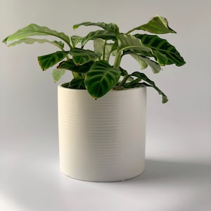 Striped Jane - Plant Cover Pot