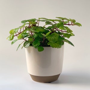 Neutral Lovers - Plant Cover Pot