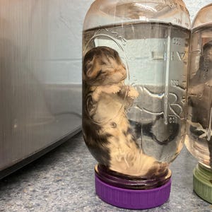Peut inclure: Un petit spécimen de chaton tigré brun et blanc conservé dans un bocal en verre transparent rempli de liquide. Le bocal est doté d'un couvercle violet à visser et de graduations en relief sur le côté. Un second bocal similaire est visible à droite.