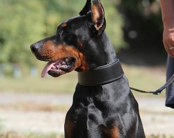 Breites Leder Hundehalsband gepolstert