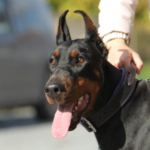 May include: A Doberman Pinscher dog with a black and tan coat, upright cropped ears, and a dark leather collar with purple stitching. The dog has brown eyes and its tongue is hanging out of its open mouth, showing white teeth.