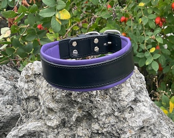 Collar de cuero acolchado para perro de 2 pulgadas de ancho