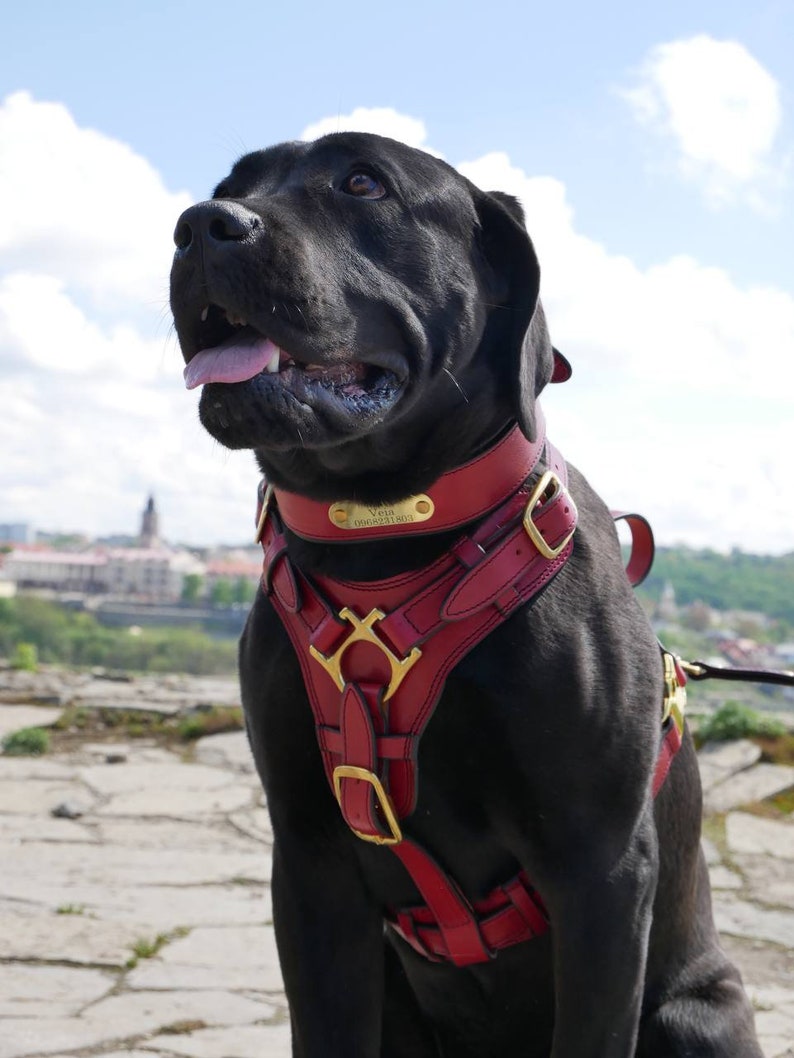 Pode incluir: Um c&atilde;o preto usando uma coleira e arn&ecirc;s de couro vermelho com ferragens douradas. O c&atilde;o est&aacute; ao ar livre com uma cidade e c&eacute;u ao fundo. A coleira tem uma pequena placa de identifica&ccedil;&atilde;o dourada.