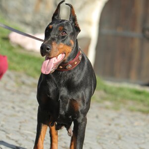 Pu&ograve; includere: Un cane Dobermann Pinscher con mantello nero e segni marroni &egrave; in piedi all'aperto. Il cane indossa un collare marrone borchiato e ha le orecchie tagliate. La sua lingua &egrave; visibile e sembra ansimare. Lo sfondo comprende un muro di pietra e una porta di legno.