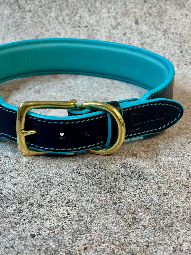 May include: A close-up of a dog collar with a navy blue exterior and a turquoise interior. The collar features a gold-colored buckle and turquoise stitching. The brand name is visible on the collar.