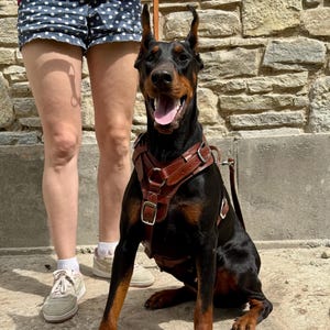 Leather large dog harness with handle, xxl dog harness for mastiff, doberman, pitbull, cane corso, heavy duty dog harness, thick harness